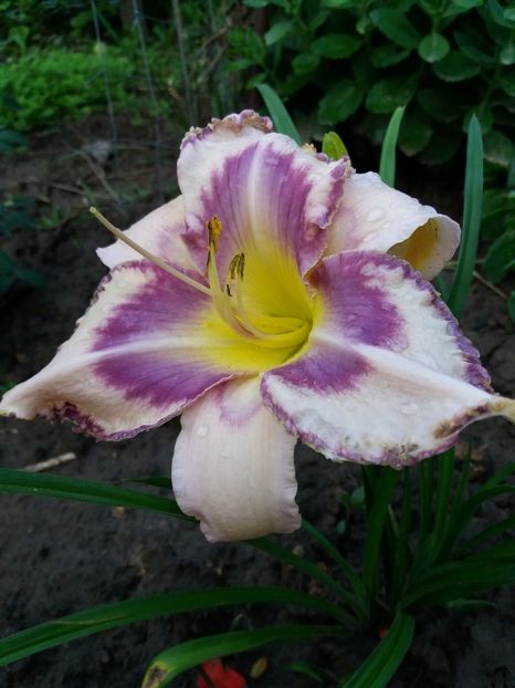  - 0Flori de interior si exterior 2018