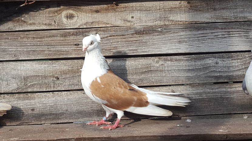  - 5-Jucatori de Amara