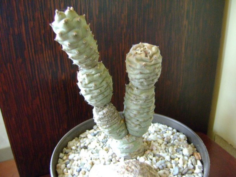 Tephrocactus articulatus v. inermis - Cactusi 2018 bis bis