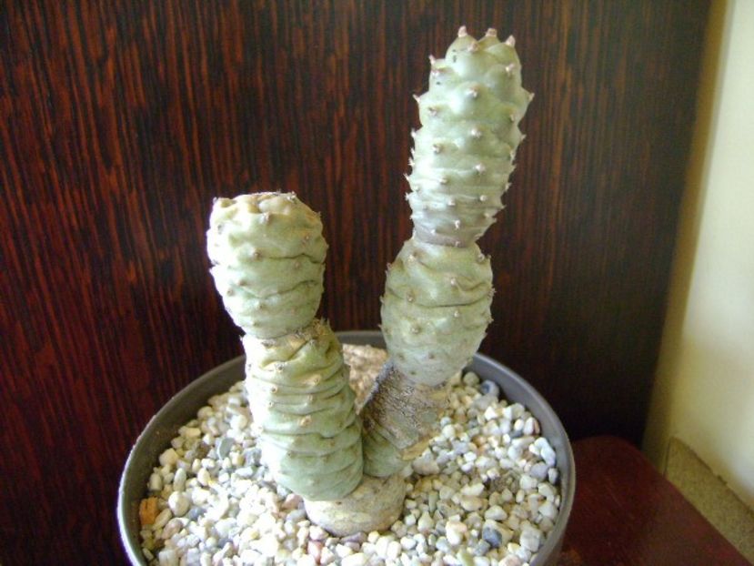 Tephrocactus articulatus v. inermis - Cactusi 2018 bis bis