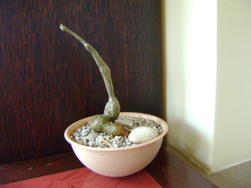 Cissus tuberosa - Caudiciforme si bulbi 2018