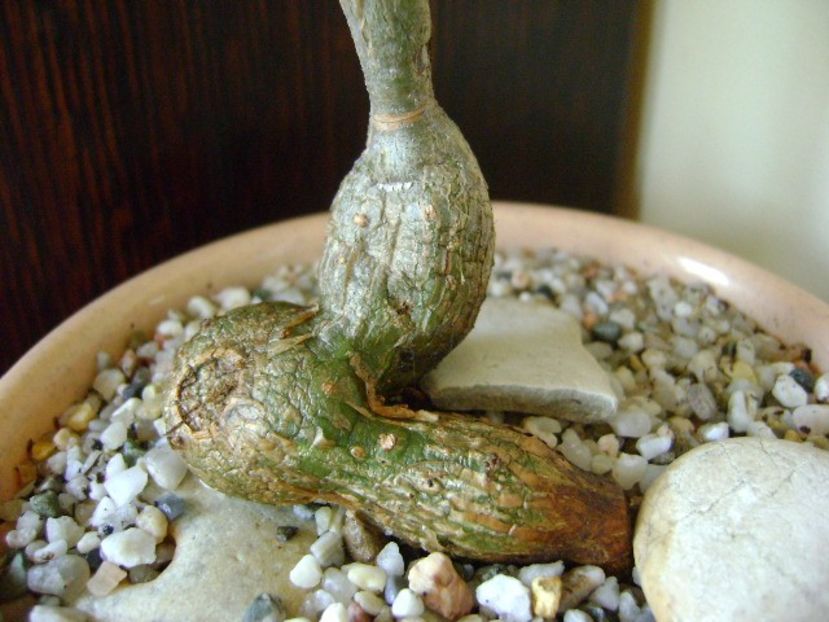 Cissus tuberosa - Caudiciforme si bulbi 2018