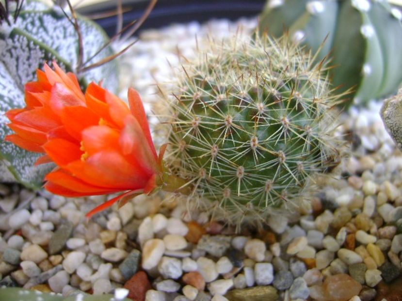 Aylostera (rebutia) fiebrigii - Cactusi 2018 bis bis