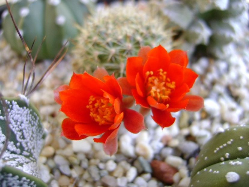 Aylostera (rebutia) fiebrigii - Cactusi 2018 bis bis