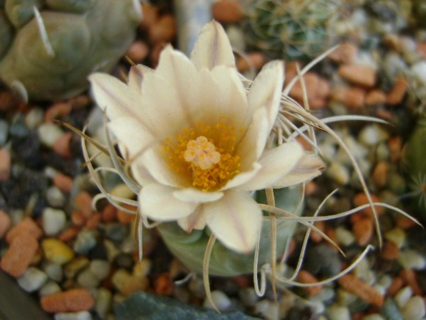 Turbinicarpus macrochele v. kupcakii - Cactusi 2018 bis bis
