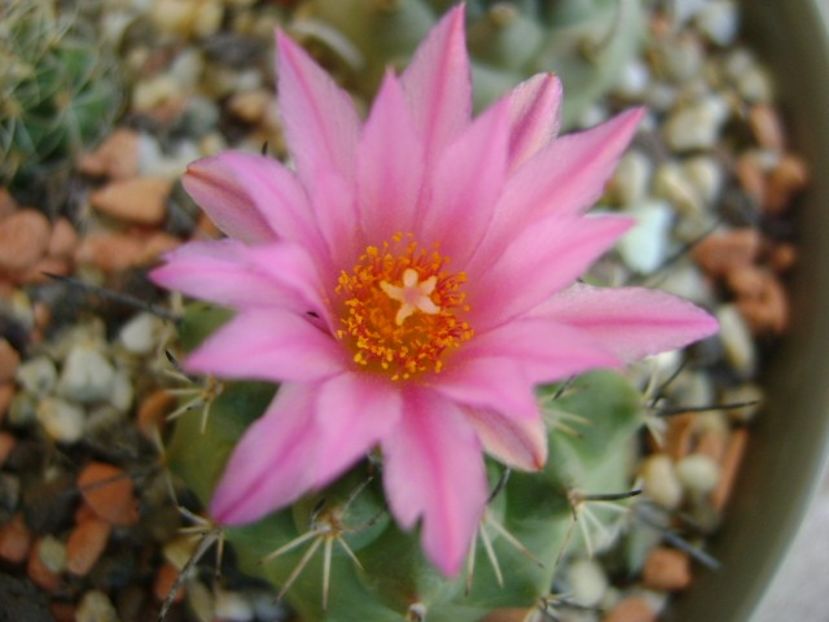 Turbinicarpus viereckii - Cactusi 2018 bis bis