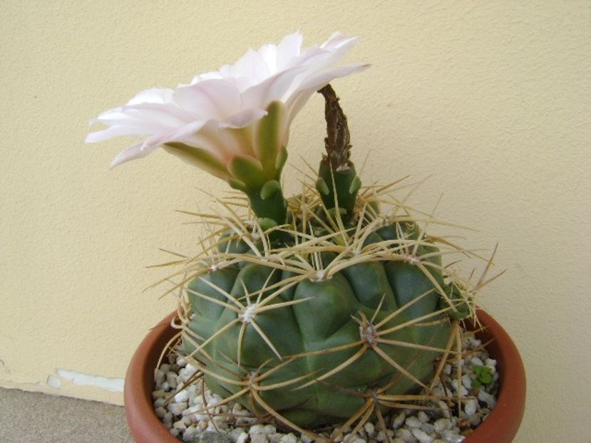 Gymnocalycium monvillei - Cactusi 2018 Gymnocalycium