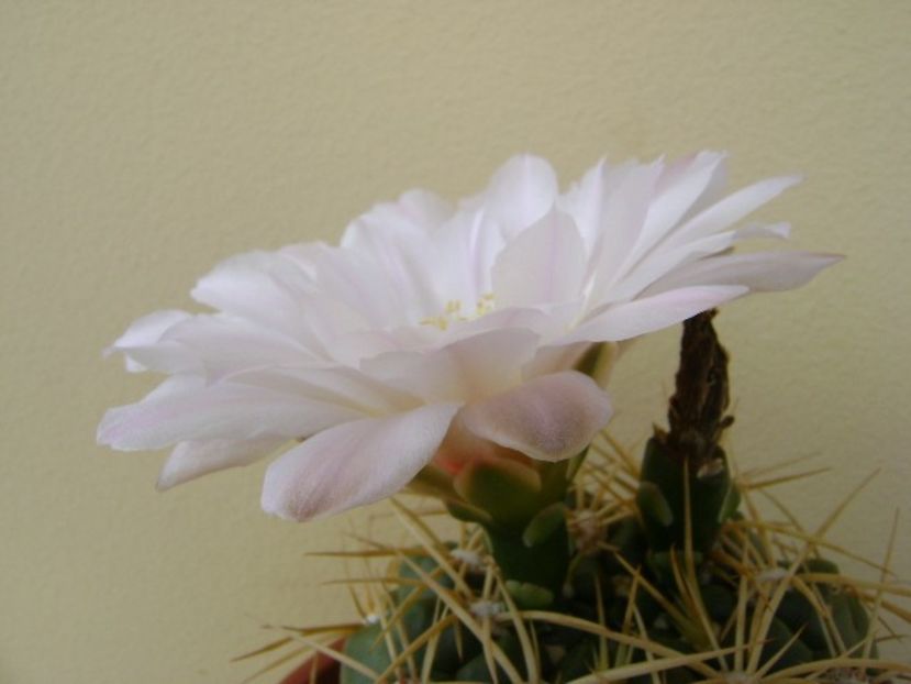Gymnocalycium monvillei - Cactusi 2018 Gymnocalycium