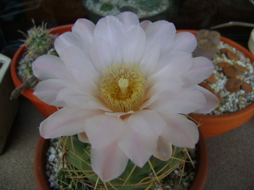 Gymnocalycium monvillei - Cactusi 2018 Gymnocalycium
