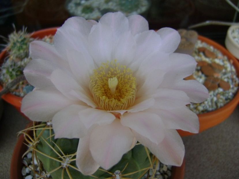 Gymnocalycium monvillei - Cactusi 2018 Gymnocalycium