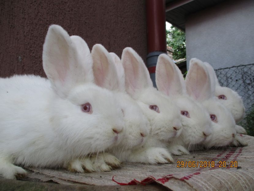 6 fem. la 2,5 luni !!! - xxx TINERET 2018 IEPURI