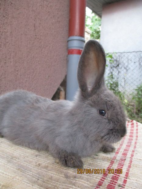 6 sapt.!!! - xxx TINERET 2018 IEPURI