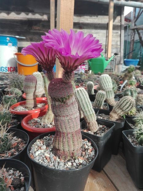  - Cactusi înfloriti 2018