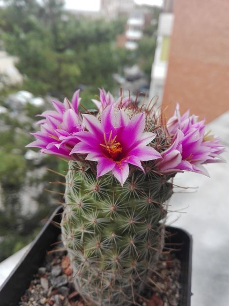  - Cactusi înfloriti 2018