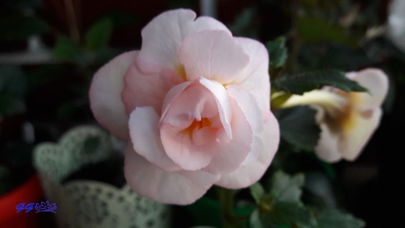 Guadalupe - Guadalupe