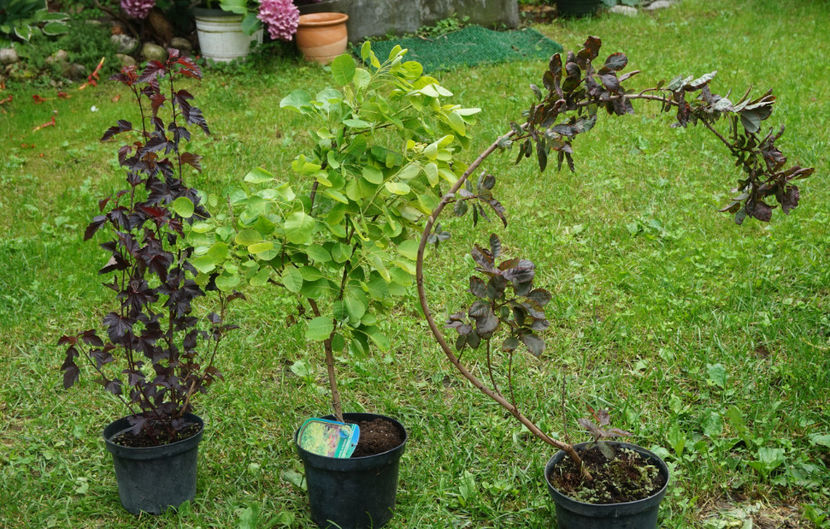 Plante frumoase au sosit ieri în grădină :) - Iunie