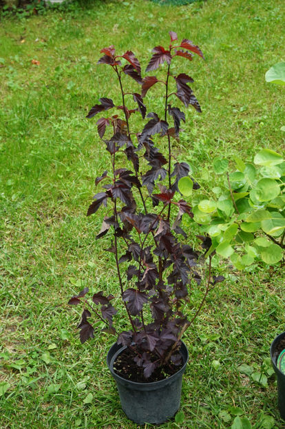 Physocarpus opulifolius Diabolo - Iunie