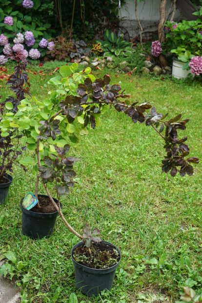 Cotinus coggygria royal purple - Iunie