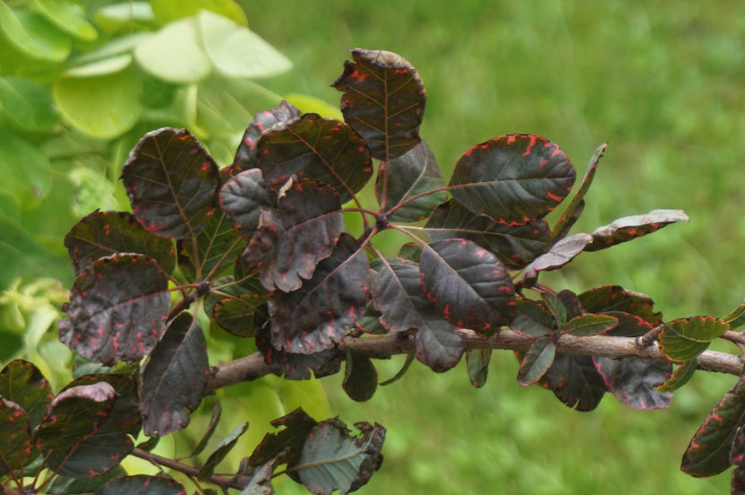 Mulțumesc, Diana! - Iunie