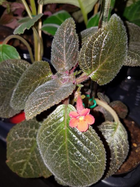  - EPISCIA