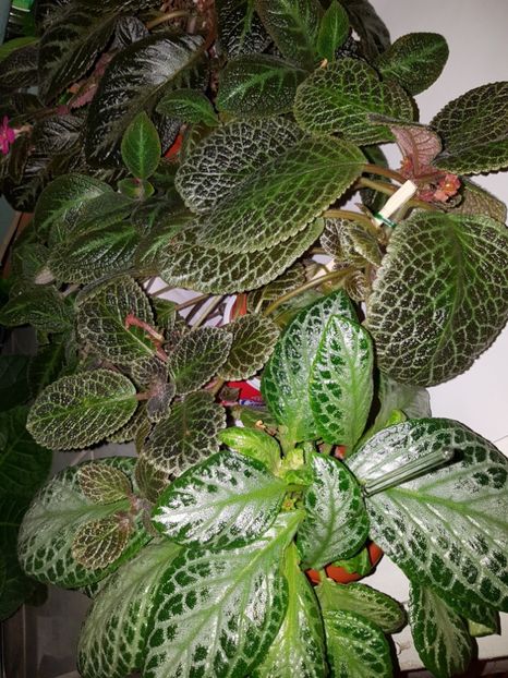  - EPISCIA