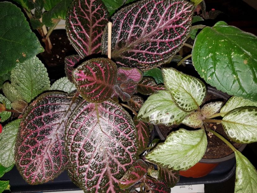  - EPISCIA