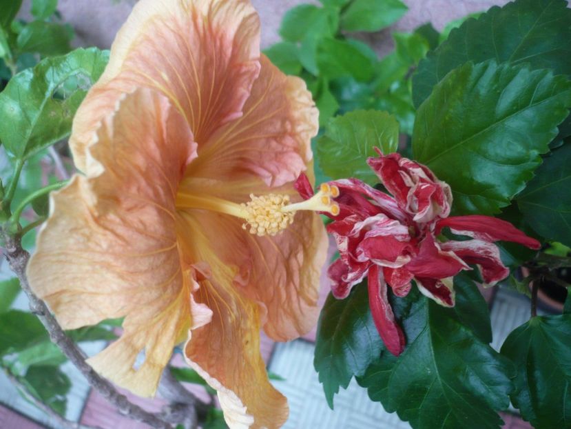 P1380421 - HIBISCUSI 2018-2