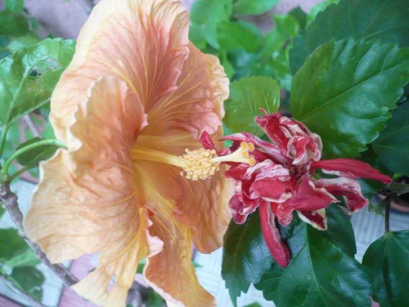 P1380422 - HIBISCUSI 2018-2