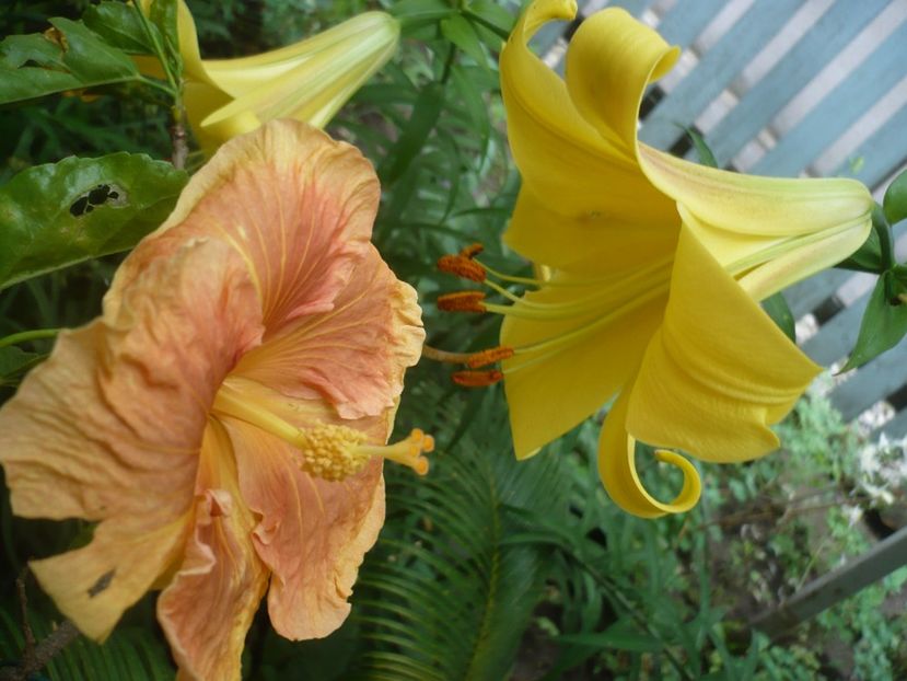 P1380424 - HIBISCUSI 2018-2