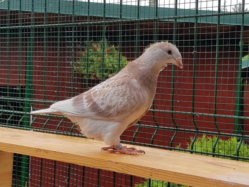 M-2018-4022 - 0-VRdF-TINERET-2018