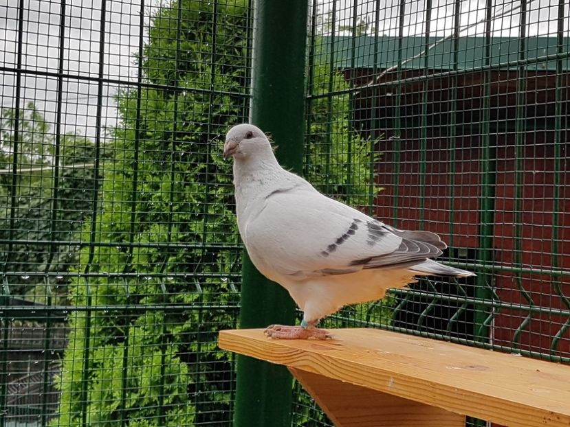 M-2018-4400 - 0-VRdF-TINERET-2018