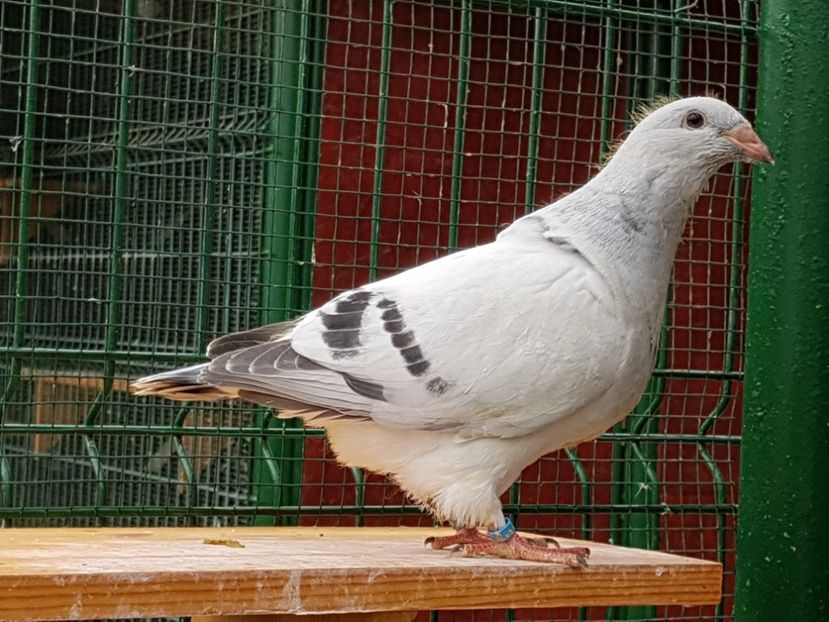 M-2018-4432 - 0-VRdF-TINERET-2018