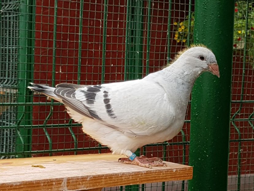 M-2018-4433 - 0-VRdF-TINERET-2018