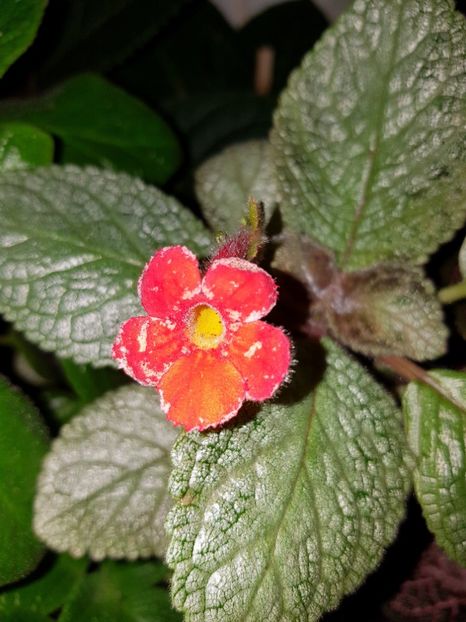 Lemon Zest - EPISCIA