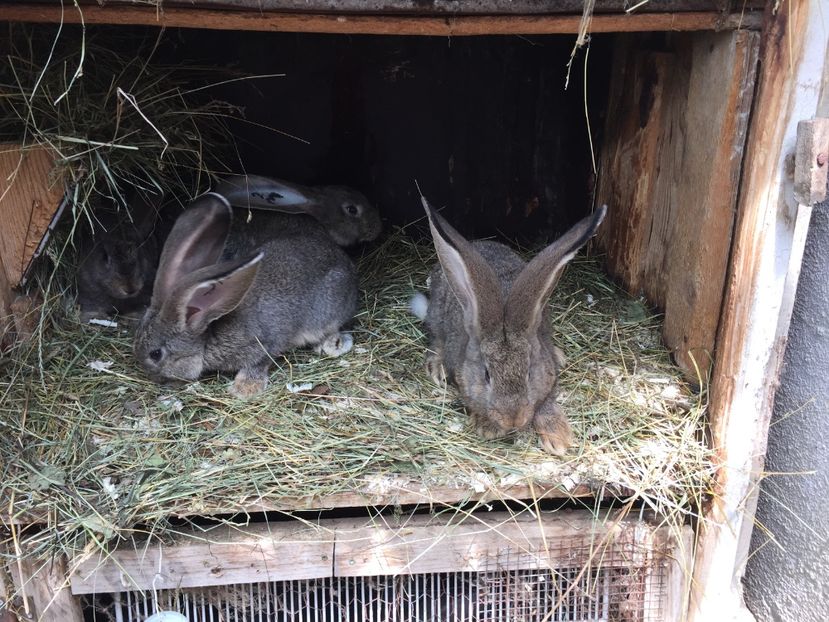  - Masculi gri 2 luni