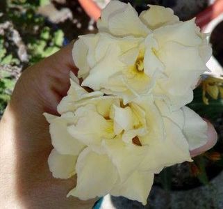 leandru cu flori galbene batute parfumat 200 lei - g Plante de interior  citrice - TeiaGarden