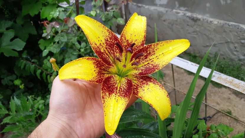 IMG-20180630-WA0062 - Crini asiatici si orientali 2018