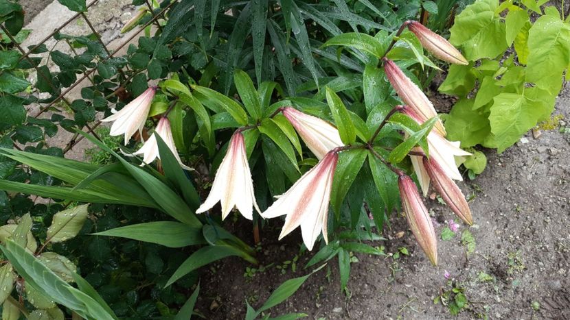 IMG-20180630-WA0056 - Crini asiatici si orientali 2018