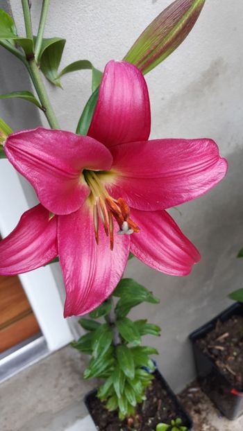 IMG-20180630-WA0015 - Crini asiatici si orientali 2018