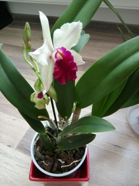 30.06.2018 - florile mele dragi