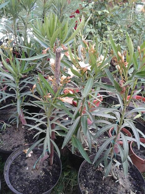 leandrii cu flori galbene, 70-80 cm - w Produse livrate