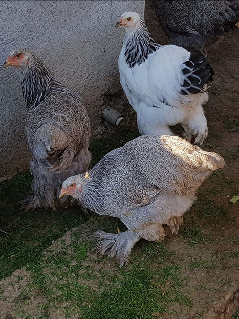  - a__Pui si tineret brahma 2018