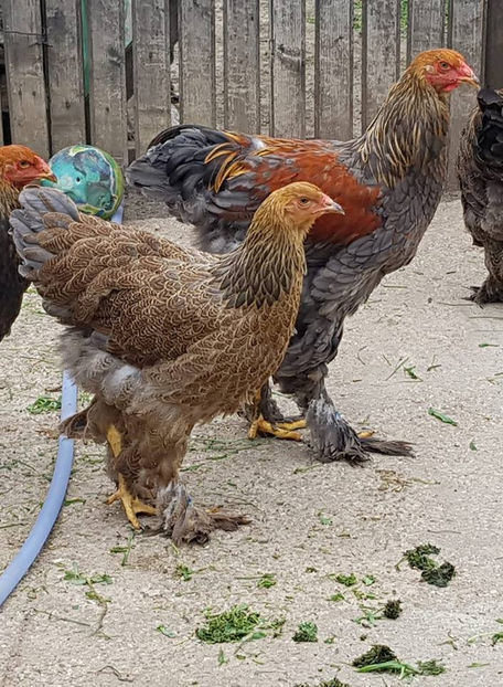  - a__Pui si tineret brahma 2018