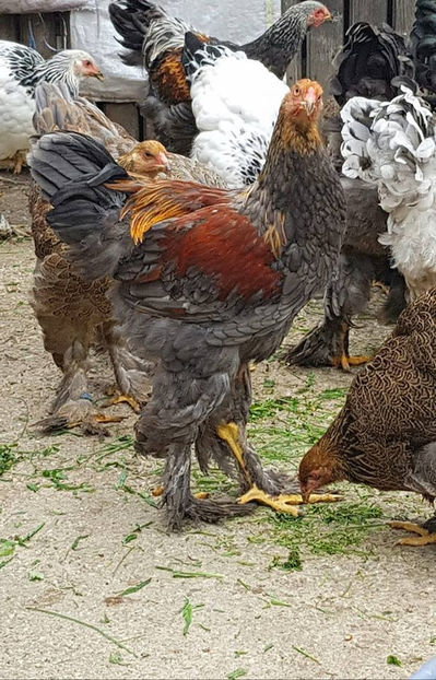  - a__Pui si tineret brahma 2018