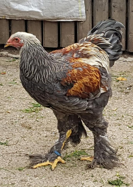  - a__Pui si tineret brahma 2018