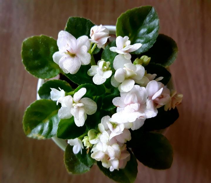  - Orchard Wonder Twin