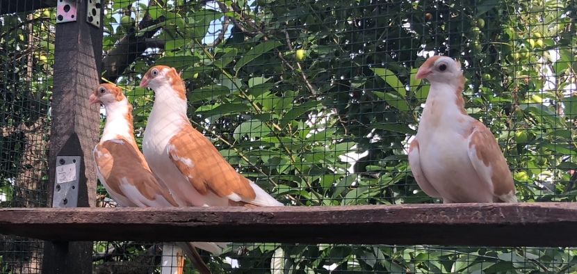 3AD74ABE-E3B8-48FC-A6E9-427AF492904D - Pui 2018