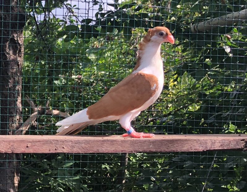 D12872C8-D7F5-4110-86BA-BB0B169972B2 - Pui 2018