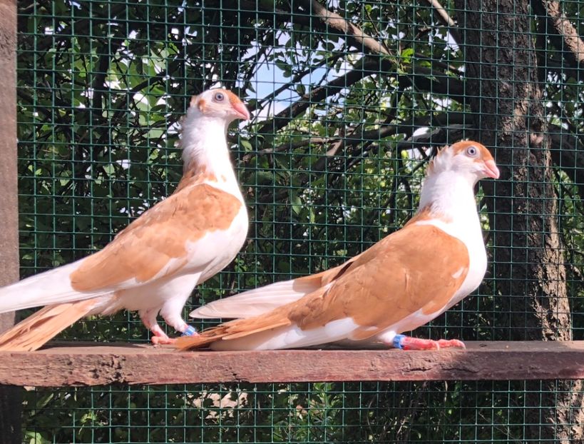 A3A31C26-A861-4909-9F29-54693F8F2360 - Pui 2018