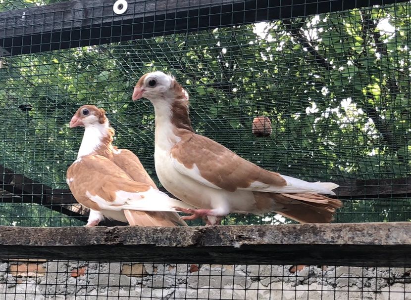 F0EBD110-E37B-42E9-88E1-FCBE20922D2E - Pui 2018